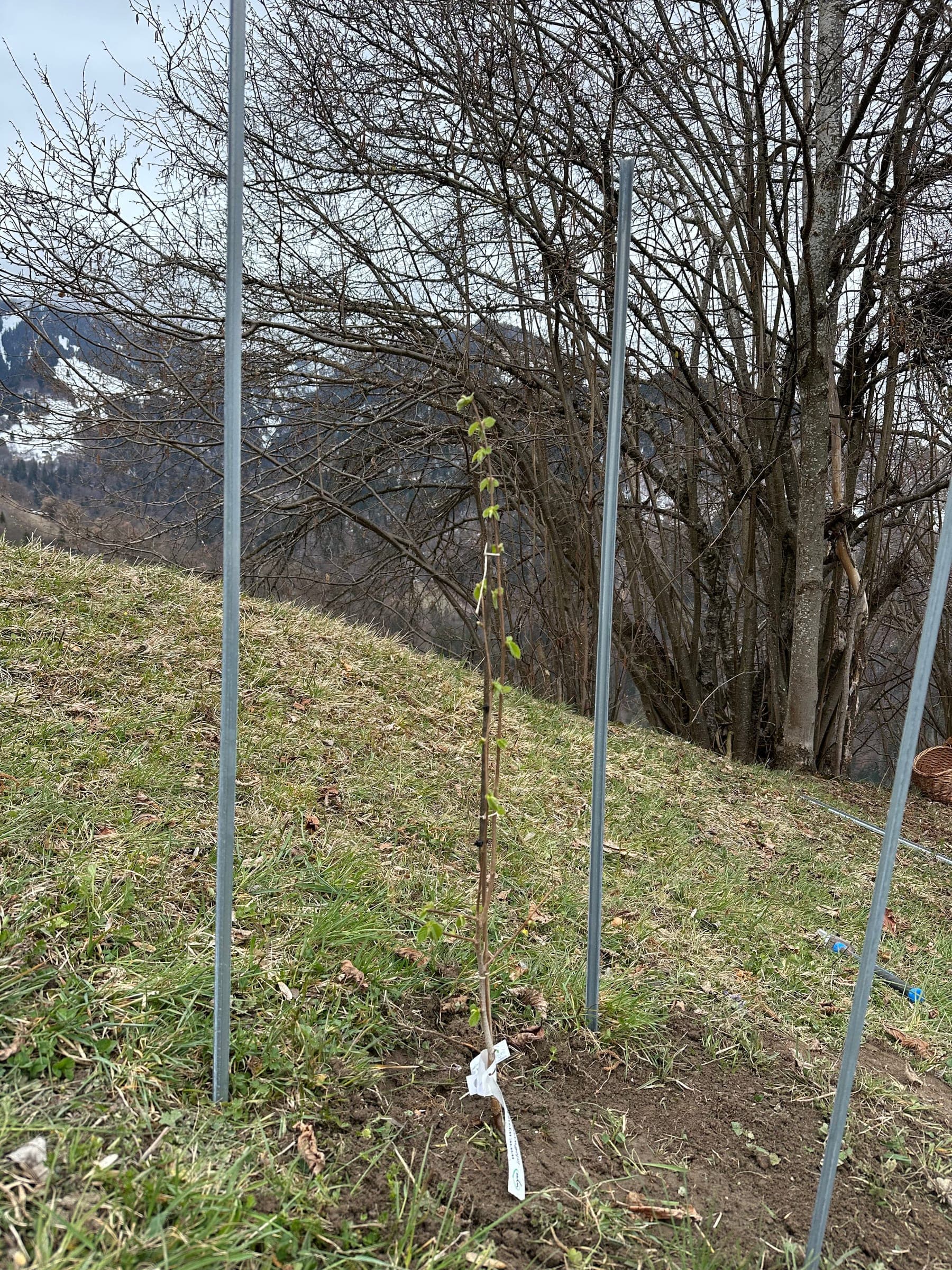 Der erste steht. Kniehoch, zwischen zwei Pfählen, mit Etikett.