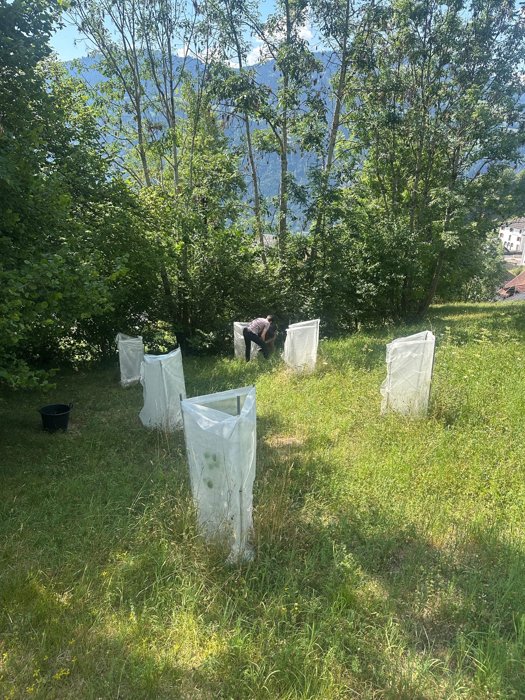 Trüffelplantage